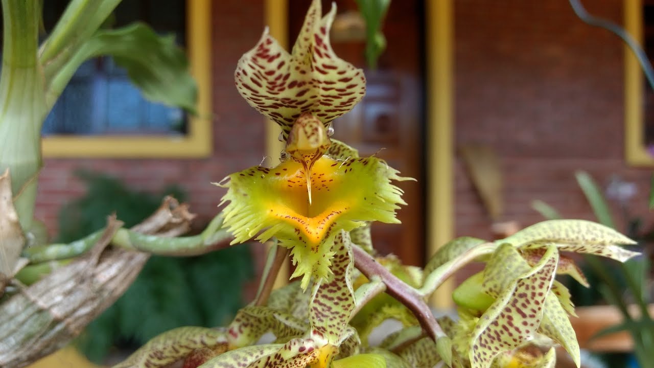 Catasetum Fimbriatum amarelo - orquidea 💖 - thptnganamst.edu.vn