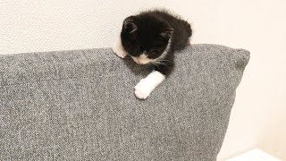 ソファの上端で寝ている子猫が・・・
