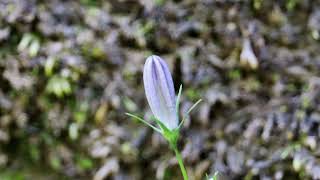 Common Harebell-Flower Bud