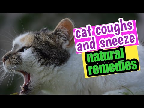 Video: How To Treat A Cat's Cough