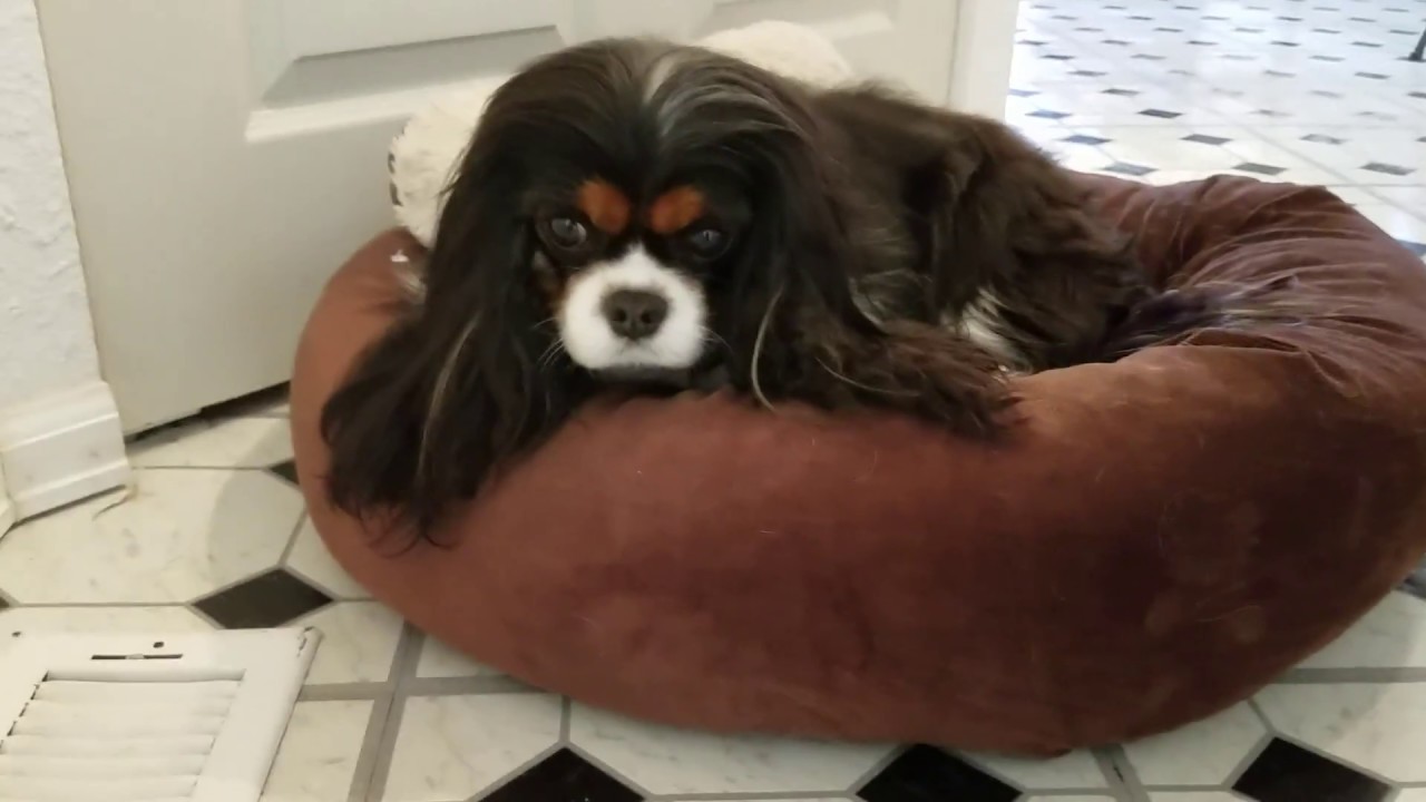 Cavalier King Charles Spaniel, Ellie After Her Bath YouTube