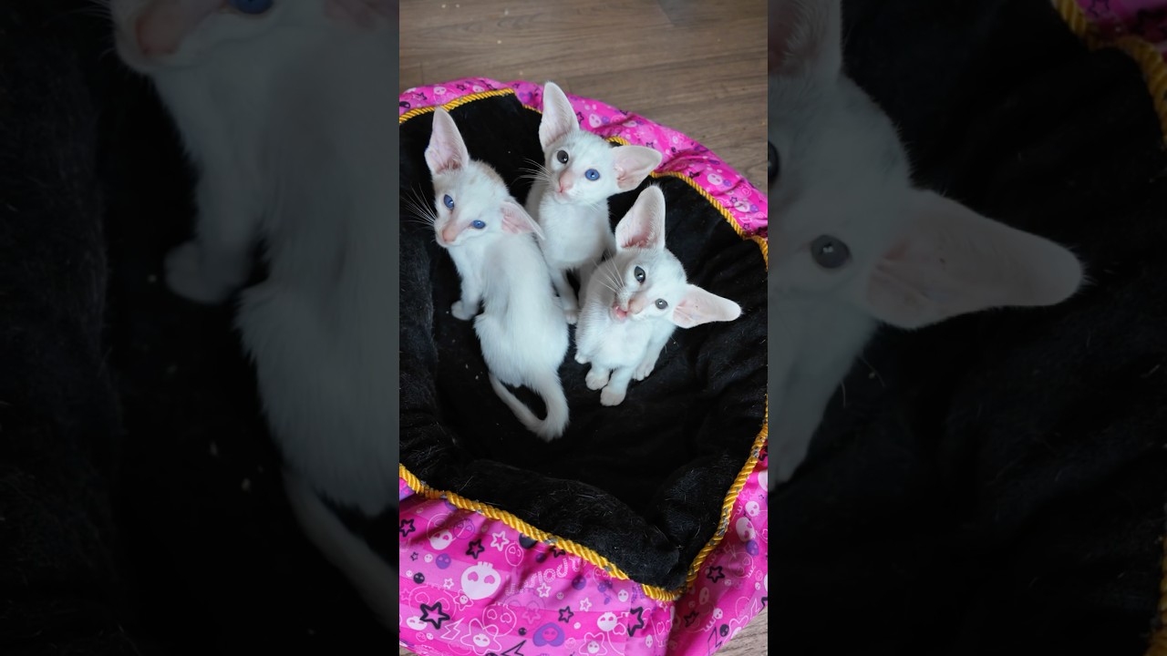 Die eine hat zwei verschiedene Augenfarben 