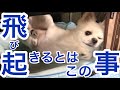 【96歳】退院日👴💐うっかりしていたくーちゃんはじーちゃんの退院と聞いて飛び起きる!べったり具合が健気で可愛い🥺💕