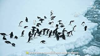 Extreme Adaptations: How Animals Thrive in the Harshest Environments on Earth