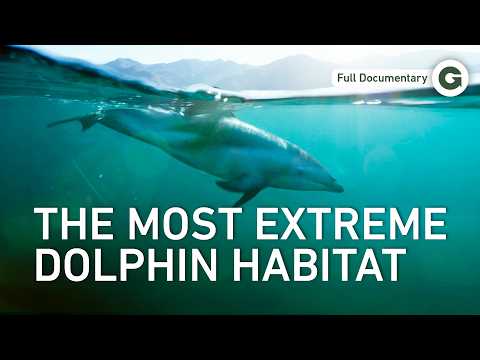 New Zealand Dolphins: Where Play Meets Survival in the Wild | Full Documentary