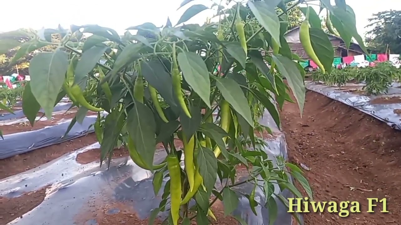 Ang siling Mahiwaga..HIWAGA F1