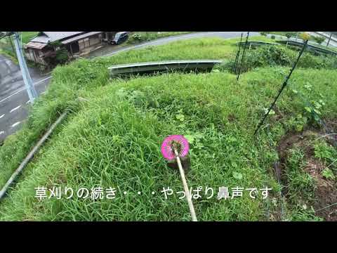 自給自足シンガーソングライター小濱達郎　のらしごと日記〜草刈り編〜