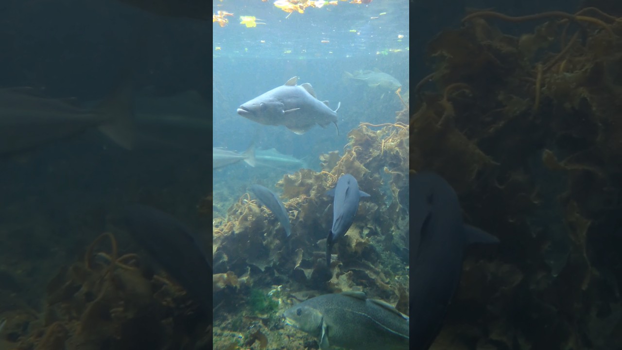 Akvariet i Bergen 🇳🇴 