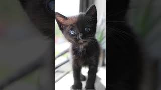 Reasons why your kitten  won't stop crying