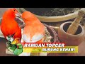 Cara Mudah Membuat Jamu Burung Kenari Dari Daun Alami