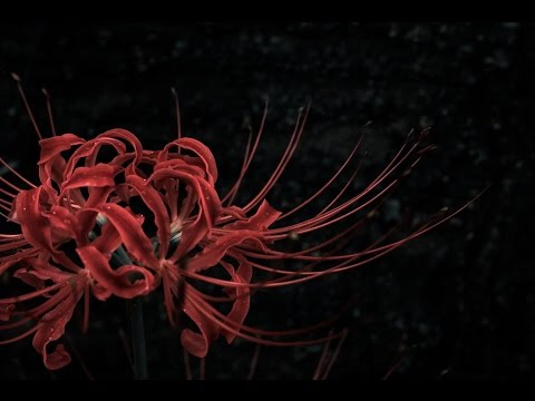 炎舞／VELVET★CHERRY