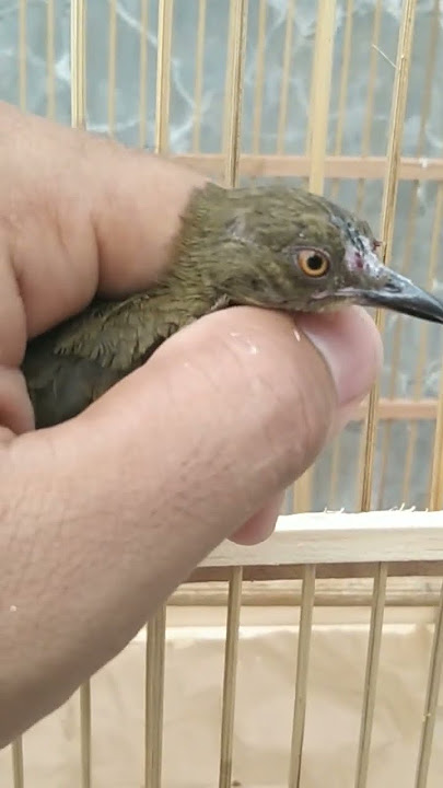 AWAS TERTIPU | BURUNG INI MIRIP KAPAS TEMBAK harga cuma 25 rb aja #trucuklumut #merbah #pasarburung