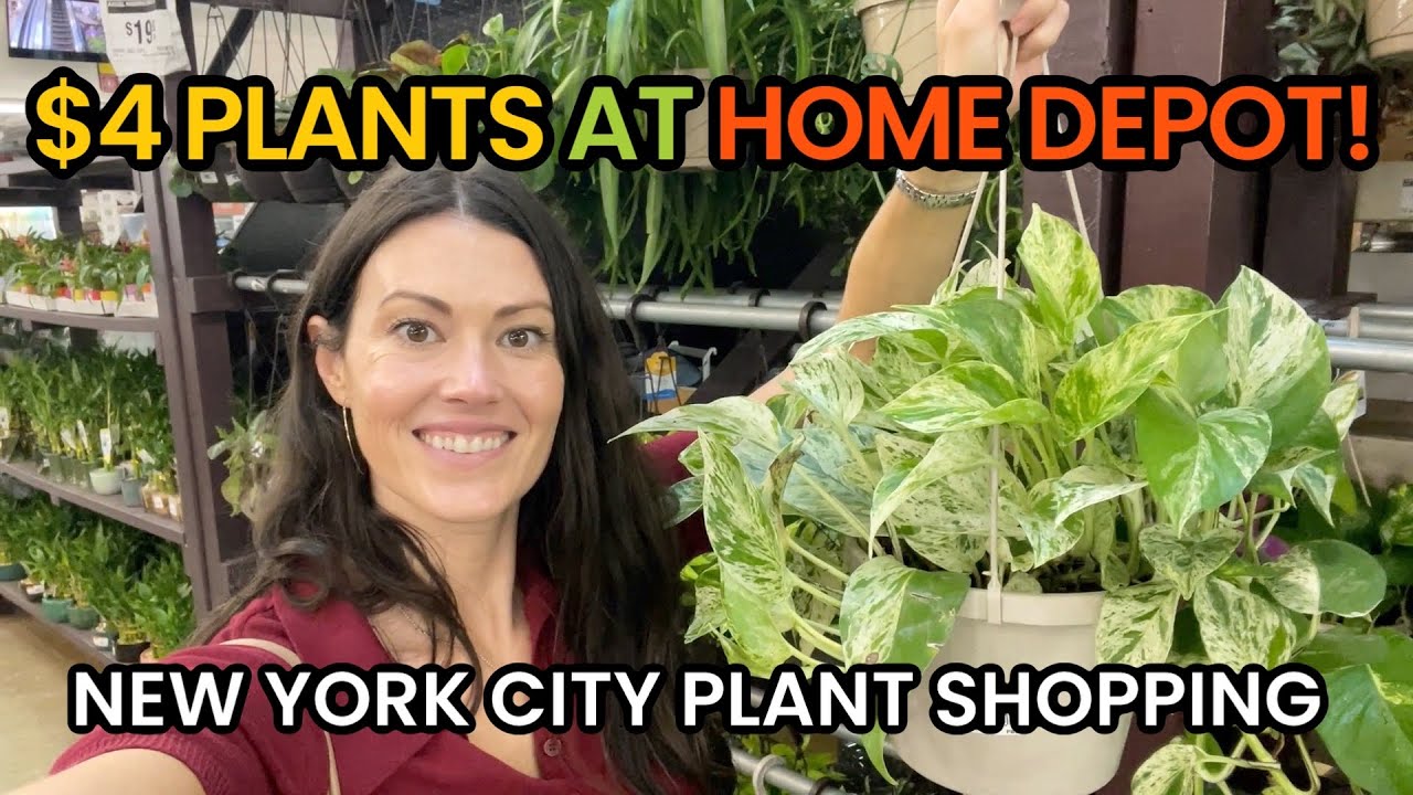$4 BIG BOX PLANTS! Home Depot Big Box Plant Shopping in NYC for Houseplants & Indoor Plants ...
