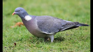 Woodpigeon 1h bird sound