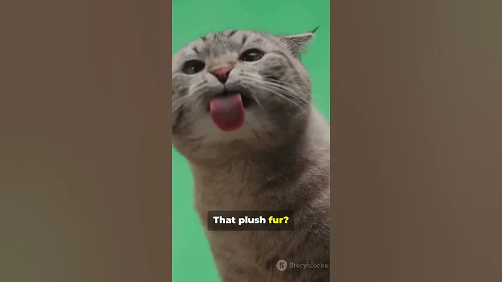 Video 10645081: scottish fold, scottishfold cat