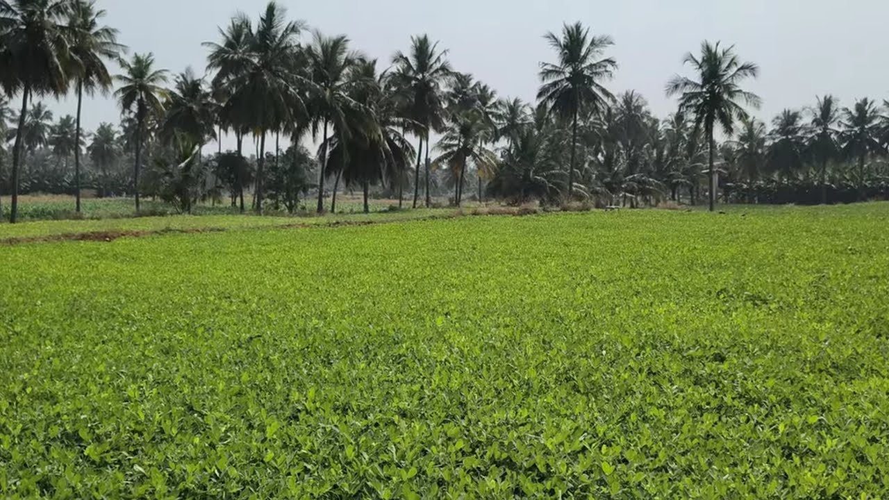 ஈரோடு (மா) அந்தியூர் (வ) மந்தை அருகில் 1.60 ஏக்கர் தோட்டம் விற்க 9585376767#realeastate#agriculture 