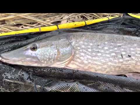 Snoek / Northern Pike (Esox lucius) Bunnik NL 04.02.2023