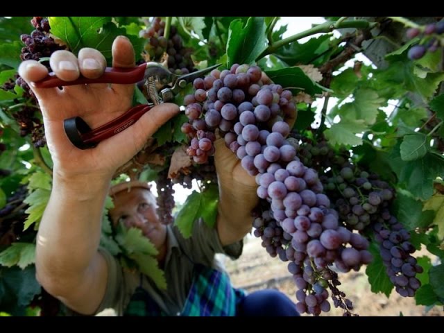 Чача виноградная. Рецепт. Часть 2.
