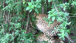 Leopards mating