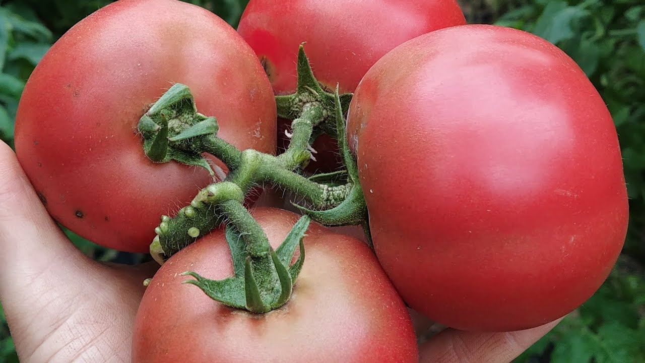 Não vou mais plantar tomate na areia! Veja o porque....