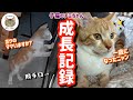 母猫とはぐれたボロボロな子猫チミちゃんが幸せな家族になる一歳までの全記録