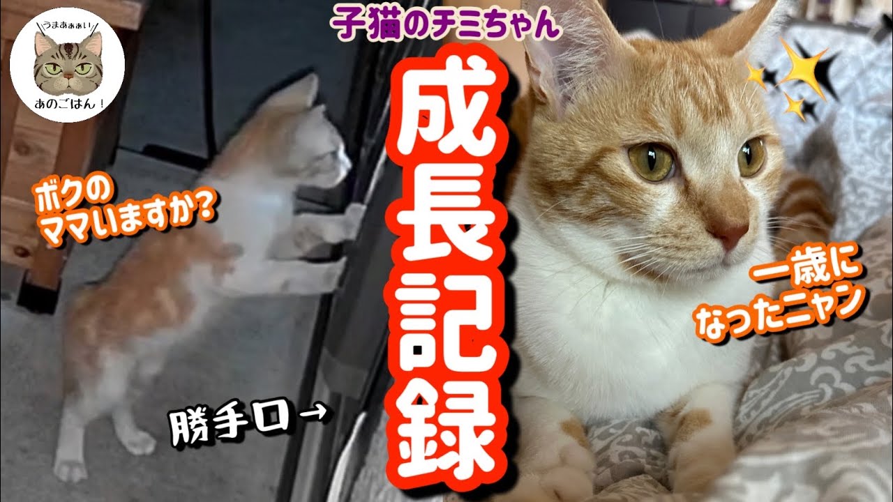 母猫とはぐれたボロボロな子猫チミちゃんが幸せな家族になる一歳までの全記録