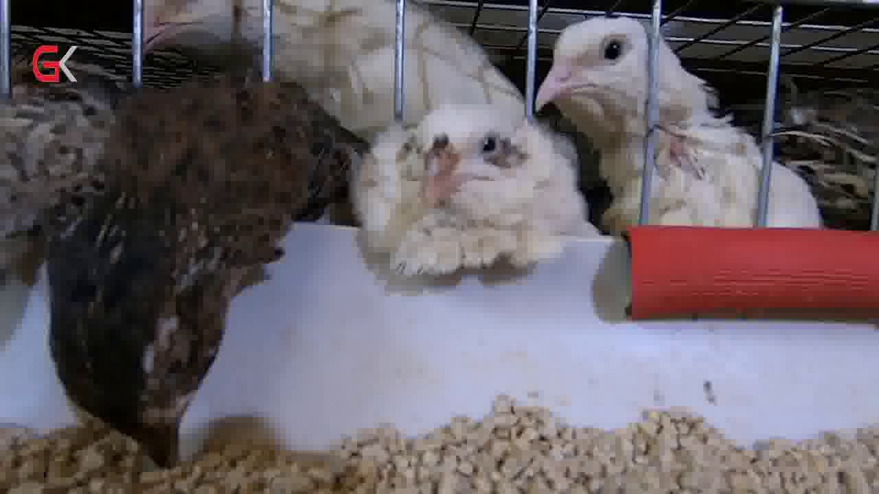 دوو دەرچووی زانكۆ پرۆژەی بەخێوكردنی سەلوا دادەمەزرێنن