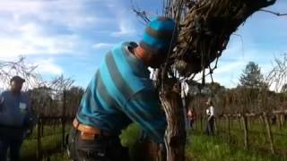 Sonoma County Pruning Championship