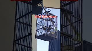 Download Lagu Suara Pancingan Jalak Kebo Gacor #burung #birds #mangkicauoffecial #suaraburung #jalakkebogacor MP3
