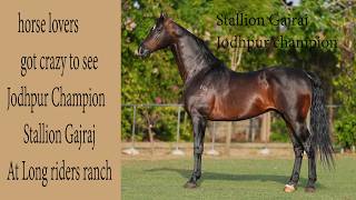 horse lovers got Crazy to see Jodhpur Champion Stallion Gajraj of Udaipur palace line
