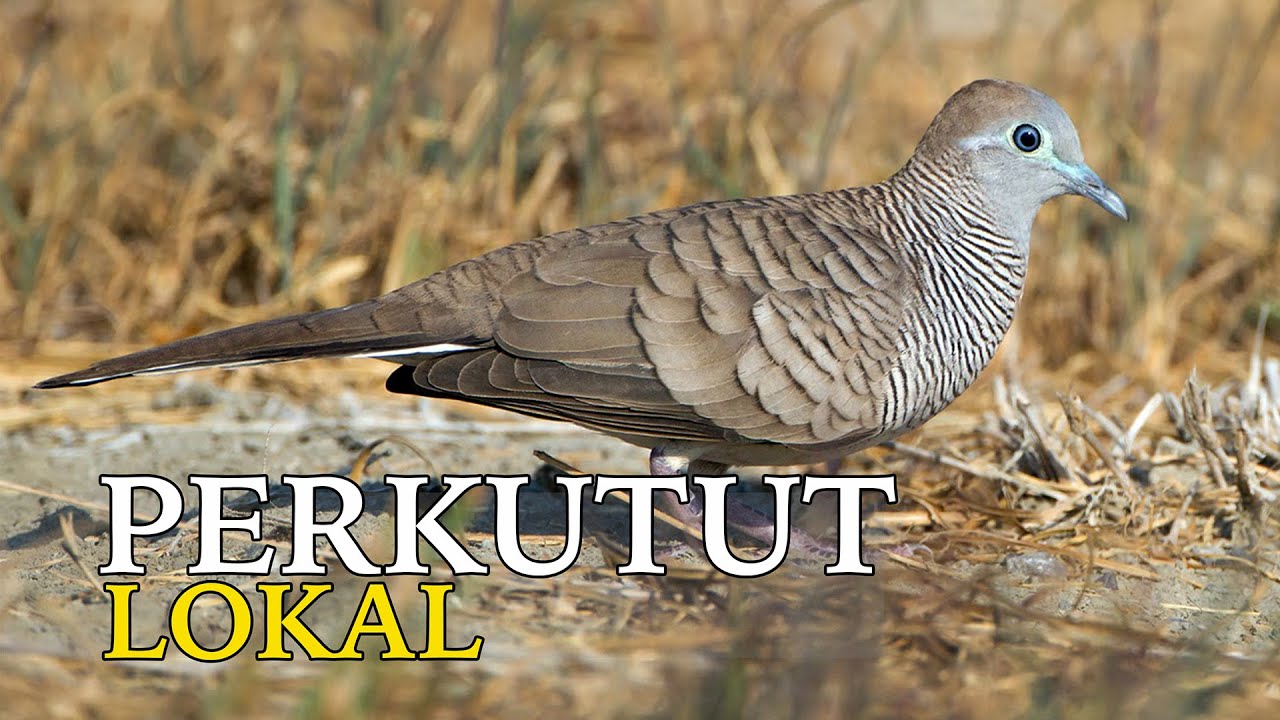 Burung Perkutut Lokal Gacor Burung Jenis Legenda