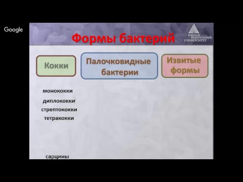 Видео: Штопорын спирохетын давуу тал нь юу вэ?