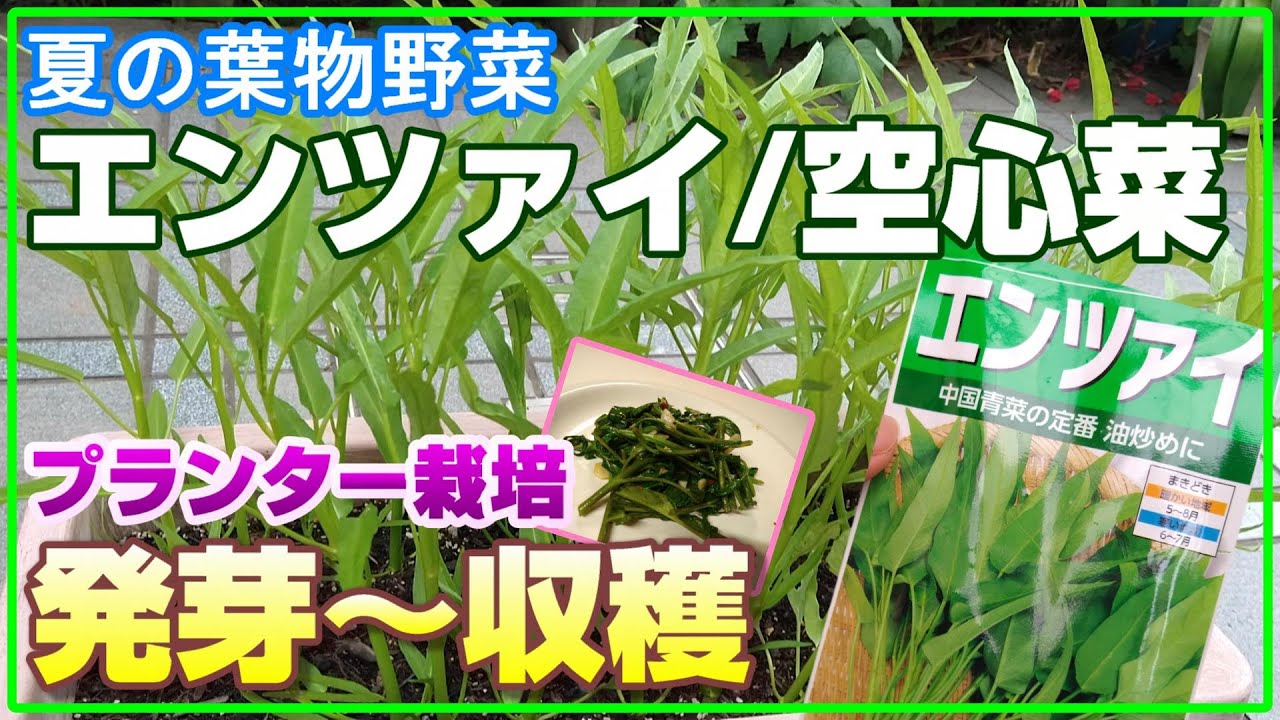 家庭菜園 夏に食べられる葉物野菜 エンツァイ 空心菜 を育てよう 5月 プランター栽培 摘芯 収穫 空心菜の炒めもの 説明付き Youtube