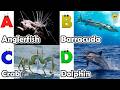 ABC Sea Animals song | Learn Alphabets | English and Animals for Kids | #anglerfish