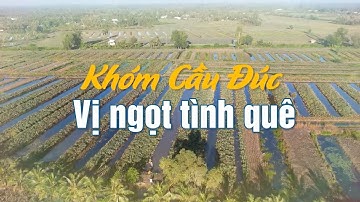 MÔ HÌNH SẢN PHẨM DU LỊCH CỘNG ĐỒNG GẮN VỚI NÔNG NGHIỆP VÙNG TRỒNG KHÓM CẦU ĐÚC