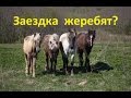 Почему нельзя заезжать маленьких жеребят