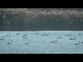 До сотні лебедів на озері. Около сотни лебедей на озере. About a hundred swans on the lake.