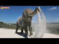 Историческое открытие ВОЛЬЕРА для СЛОНОВ! Как это было! Тайган. Elephants life in Taigan.