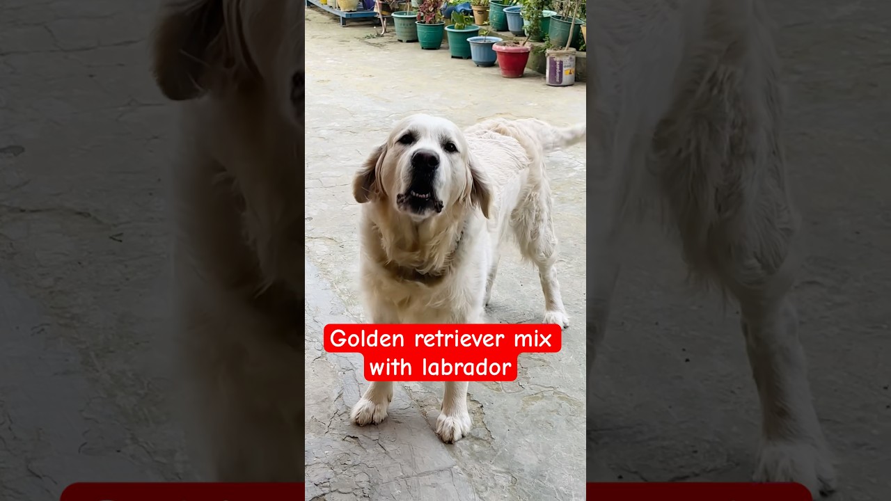 golden retriever mix with labrador || 