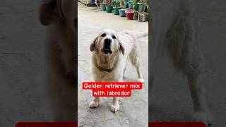 golden retriever mix with labrador || #goldenretriever #labrador #shortsfeed