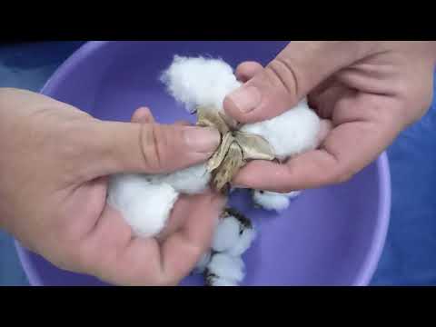 Vídeo: Tempo de colheita do algodão: aprenda quando colher algodão cultivado em casa