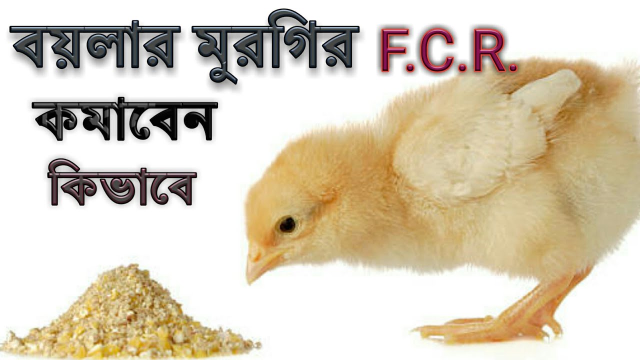 FCR কমানোর পদ্ধতি ,
Poultry feed control and FCR dawn prosses
