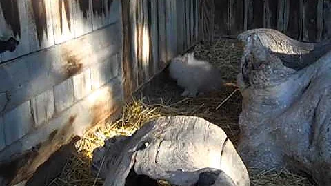 Chloe at the zoo