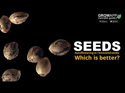 Seeds
