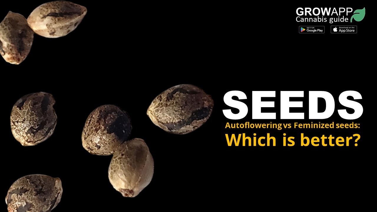 Auto vs Feminized seeds: Which one is better?