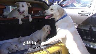 bila kinaa | كلب عربي مدهون بالحنة بنصف مليون يبيعوه على أساس لابرادور..الغشة على عجلة وزيد بالغلاء