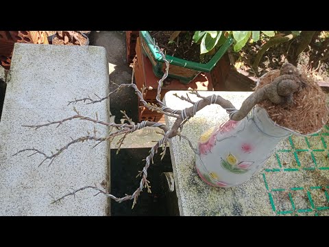 Video cách làm những cây mai mini tranh thủ cho kịp Tết - youtube