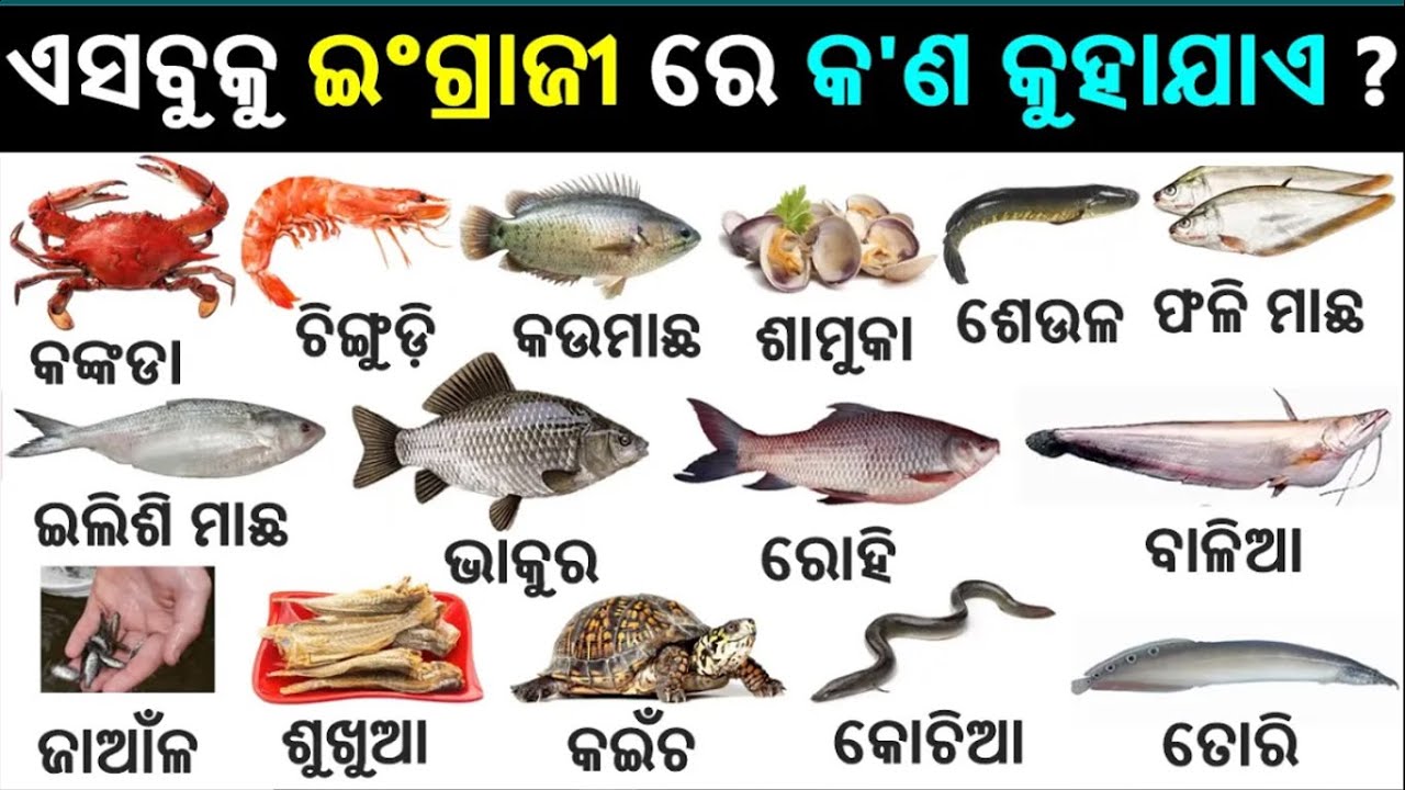 english-odia-words-word-book-english-odia-dictionary-basic-word