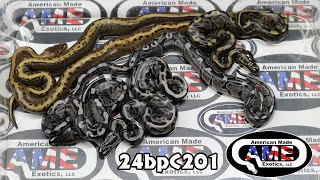 24bpC201 fm VPI Axanthic Pied Leopard Pinstripe x M Atari Het VPI Axanthic