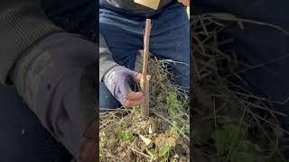 Tozlayıcı Kiraz Aşısı Bütün Cins Kirazları Tozlayan Tek Kiraz